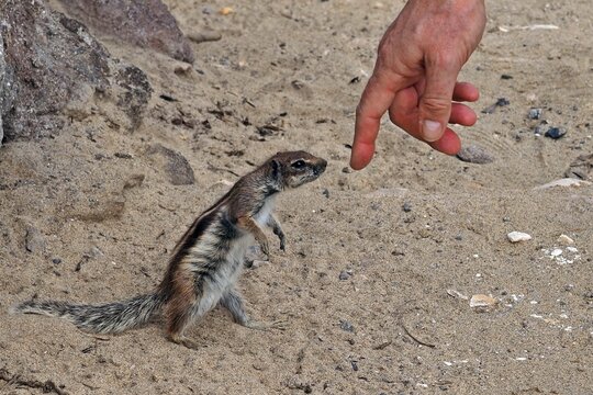 Atlash&ouml;rnchen, Fuerteventura, Costa Calma