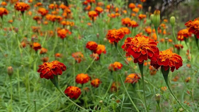 Beautiful blooming marigold flowers in the garden