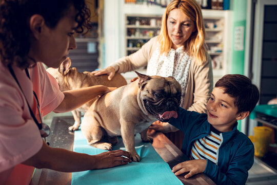 Veterinarian examining french bulldog as boy and mother watch in clinic