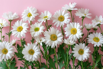 Obraz premium Fresh white daisies are positioned closely together on a pink background. The flowers show vibrant petals and yellow centers, creating a simple yet eye-catching display