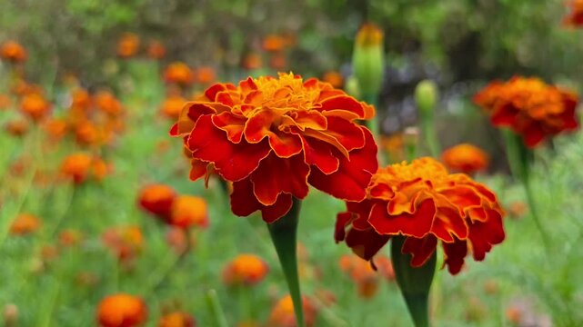 Beautiful blooming marigold flowers in the garden