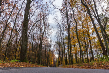 Fototapeta premium Golden Autumn Leaves Line a Quiet Forest Road, Inviting Wanderers to Explore Nature's Tranquil Beauty in the Afternoon Light