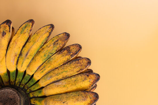 Top view of a bunch of saba bananas (pisang kepok) in the bottom left corner. Captured in natural light on a yellow background.
