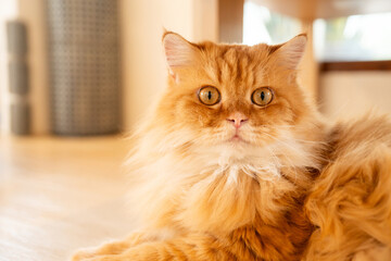 Cute cat portrait sitting in modern living room calmly resting and observing sunlight with alert...