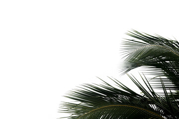 Fototapeta premium A simple, clean image of palm leaves in the right corner, designed for versatile use. Ideal for web design, cards, or adding a tropical and natural touch to creative projects.