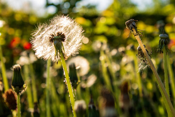 Dandelion Seed Head in Sunset Light, Close-Up © Lilli Bähr