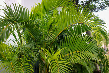 Fototapeta premium Bright green palm fronds growing in a sunny outdoor garden. Exotic tropical foliage with feathery leaves, suitable for nature-themed marketing and summer lifestyle backgrounds.