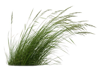 Close-up of tall green grass blades swaying gently in the breeze transparent background