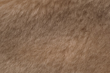 Detailed close up view of soft warm fluffy light brown animal fur natural fiber texture background © reddish