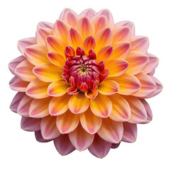 Fototapeta premium A vibrant dahlia flower in full bloom against a black background