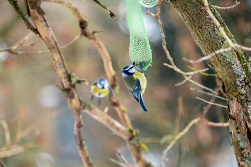 A blue tit eats sunflower seeds in a tree from a feeding net on a cold winter day  © Maria
