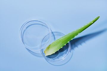 Aloe vera leaf resting on petri dish on light blue background