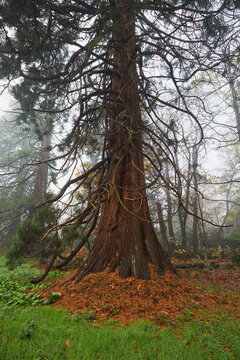 Giant Sequoia Tree Shrouded in Misty Forest Landscape
