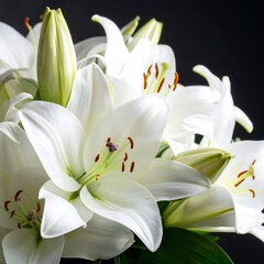 Obraz premium White lilies with open petals and green buds against a black background