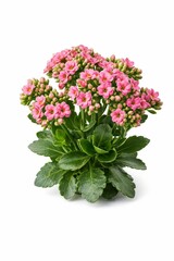 Obraz premium Blooming Kalanchoe: A Captivating Display of Pink Flowers and Lush Foliage