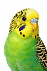 Fototapeta premium Vibrant Budgerigar Perch in Studio Lighting, A Colorful Portrait