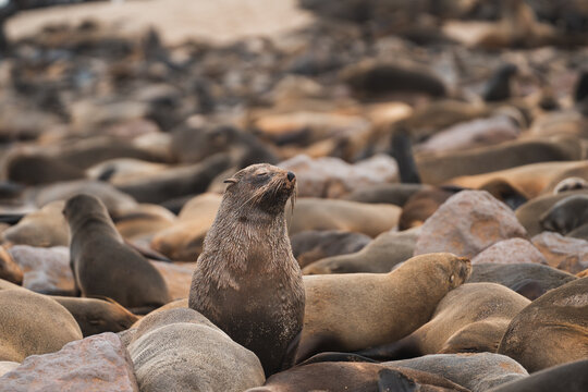 Fur Seal colony on Namibia's Atlantic coast