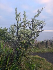 Obraz premium Ohia Lehua Tree with Usnea Lichen on Volcanic Crater Edge in Hawaii
