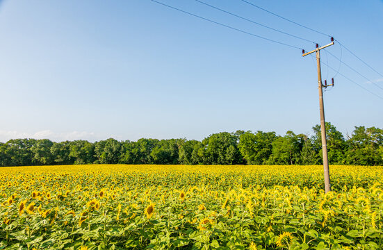 Sunflower field beneath the blue sky with power lines