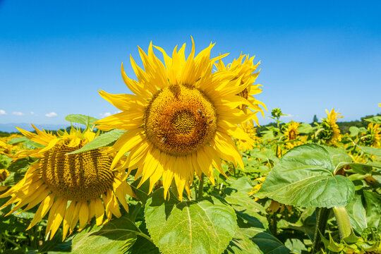 Bright sunflowers under a clear blue sky in a field