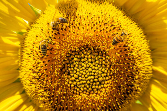Bees pollinating a vibrant sunflower