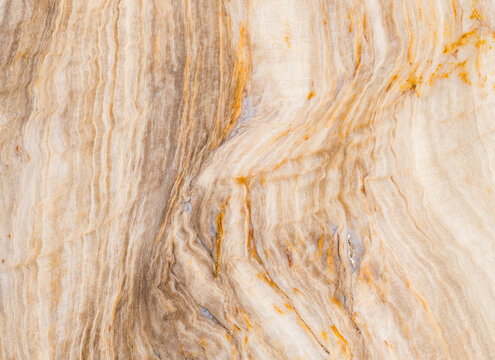 Saddle Mountain Petrified Wood