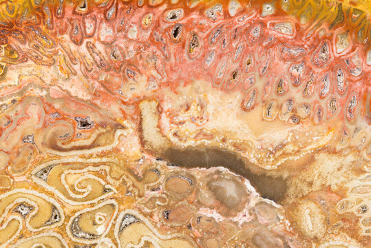 Fossilized Tree Fern