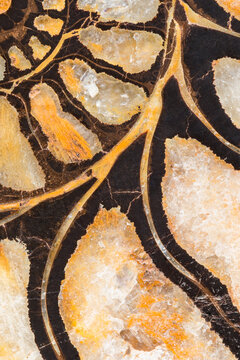 Ammonite Fossil Chambers