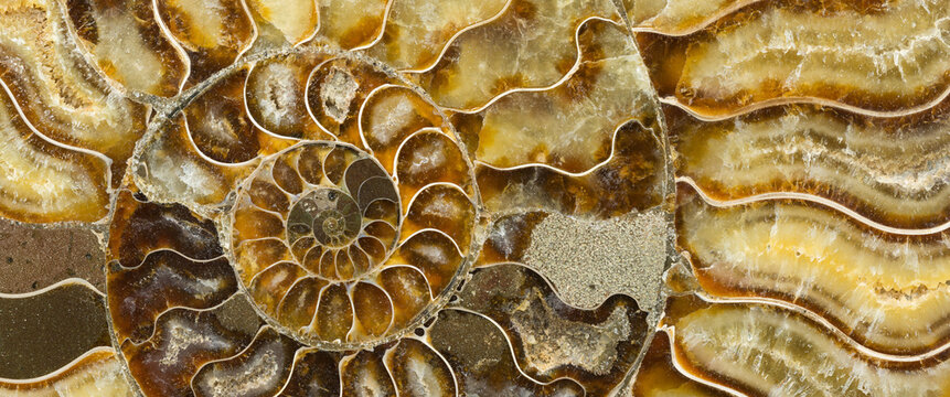 Ammonite Fossil Pano