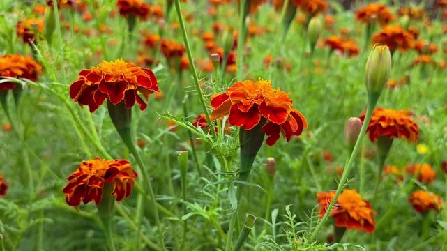 Beautiful blooming marigold flowers in the garden
