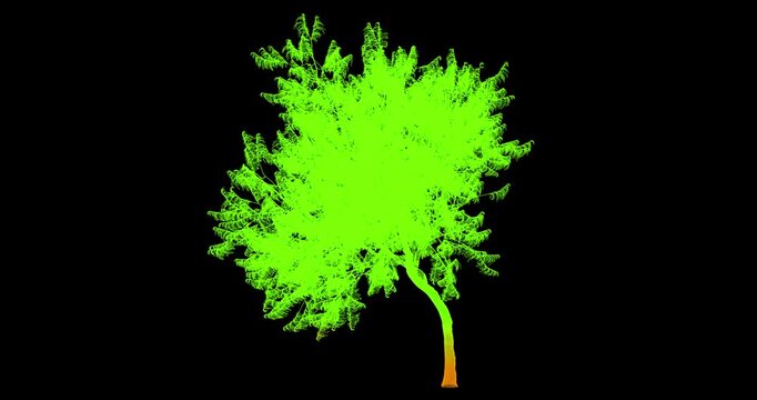 A seamless animation shows the rotation of an abstract model of a tree in the style of an X-ray a three-dimensional visualization of the structure of a plant with visible roots and crown.