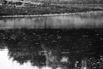 Calm surreal pond water in nature, black and white background.