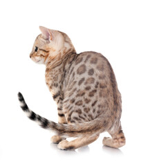 bengal kitten in studio © cynoclub