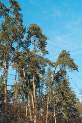 Obraz premium Forest of tall green evergreen pine trees covered in snow against a clear bright blue winter sky
