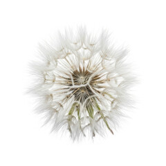 Fototapeta premium Delicate dandelion gone to seed floating against a soft background isolated on transparent background