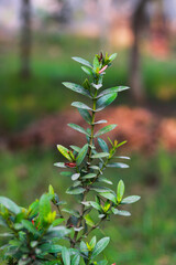 Fototapeta premium Close-up of a young green plant growing in the garden with soft bokeh background