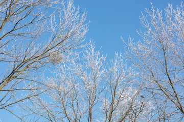 Fototapeta premium White treetops on a frosty day