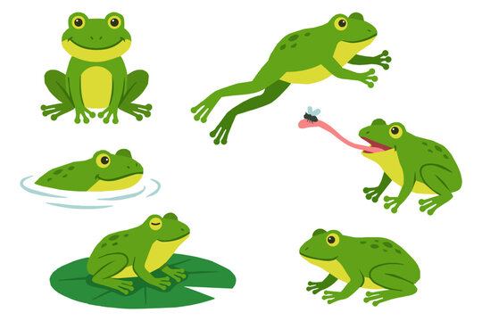 Cartoon frog set in different poses and actions isolated on white background, flat vector illustration