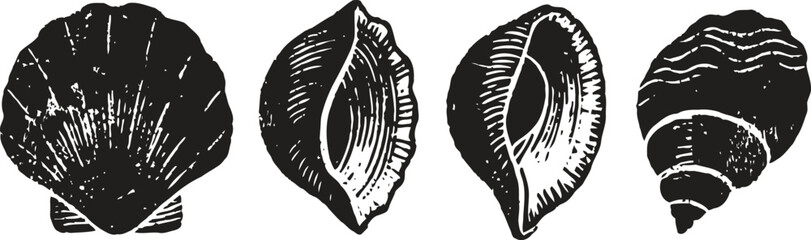 vintage seashell illustrations four detailed black and white shell drawings nautical marine life collection with ocean mollusk designs