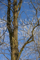 White treetops on a frosty day