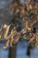 Dry brown leaves on a tree