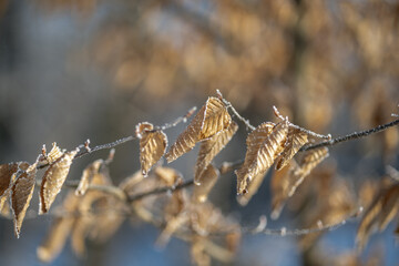 Dry brown leaves on a tree