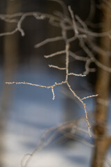 A thin branch on a winter tree