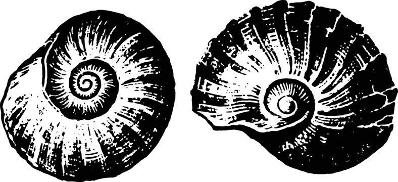 Vintage black and white seashell illustrations nautical spiral shell detailed engraving ocean marine nature decor