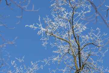 White treetops on a frosty day