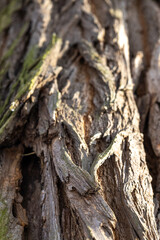 Bark of an old tree