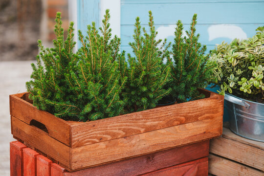 Vibrant green garden plants in rustic wooden planter box on stacked crates, blue background.