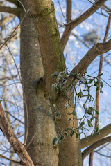 Mistletoe on a tree covered with hoarfrost