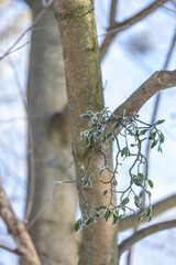 Mistletoe on a tree covered with hoarfrost