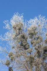 White treetops on a frosty day